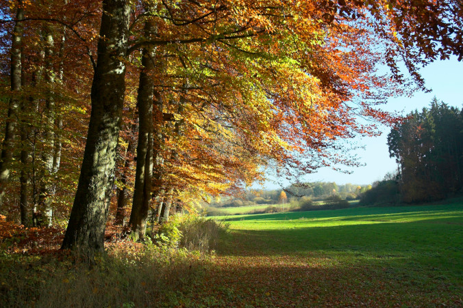 Babie lato to jesienny odpowiednik „zimnych ogrodników” – opowiada meteorolog