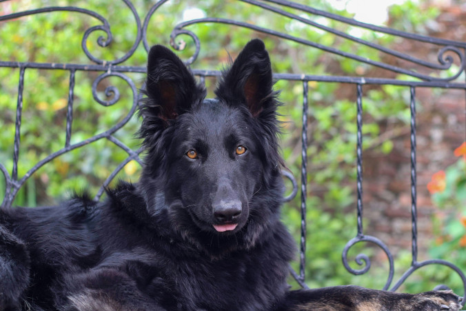 Większość ataków psów to skutek błędów człowieka i braku kontroli nad zwierzęciem – mówi behawiorysta