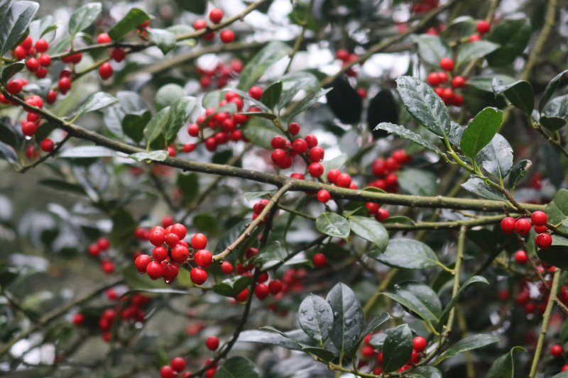 Od świętej Łucji kolejne dni wróżą pogodę na następny rok – opowiada etnolog