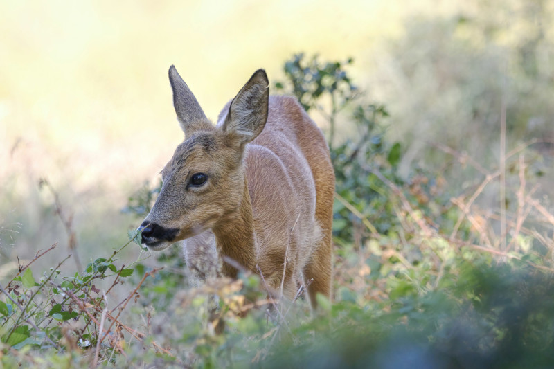W lasach Podkarpacia na zwierzęta czeka kilkaset miejsc dokarmiania