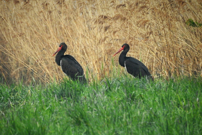 Ruszyła transmisja z codziennego życia bocianów czarnych