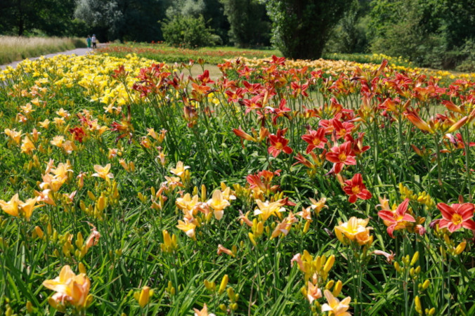 W Ogrodzie Botanicznym w Łodzi już można podziwiać liliowce
