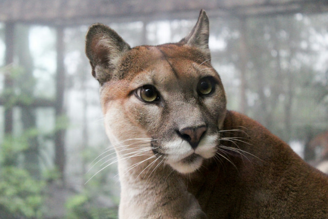 Puma z lasów w gminie Polanów już odłowiona